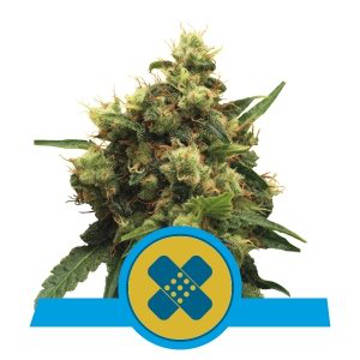 (imagen para) Painkiller XL feminized
