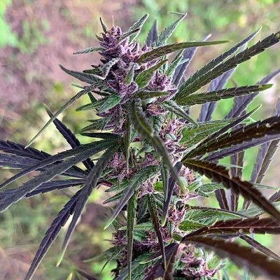 (Bild für) Panama Haze - zum Schließen ins Bild klicken