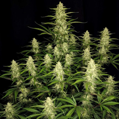 (Bild für) Papaya Cookies Auto fem - zum Schließen ins Bild klicken