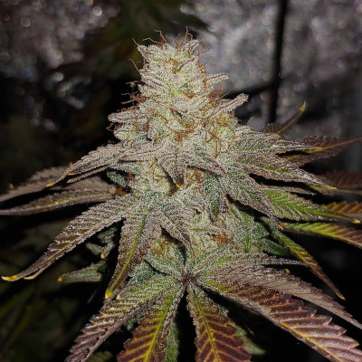 Peach Hashplant [Bodhi Seeds] |  84,00