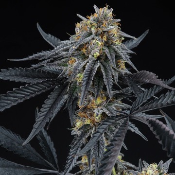 (Bild für) Peach Sherbert OG - zum Schließen ins Bild klicken