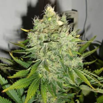Pepperjack Haze fem Pepperjack Haze fem