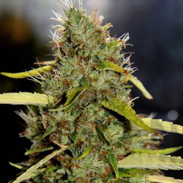 (Bild für) CBD PH 5 reg - zum Schließen ins Bild klicken