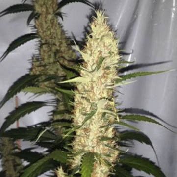 (Bild für) Pinball Wizard - zum Schließen ins Bild klicken