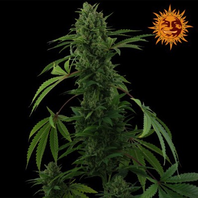 (Bild für) Pineapple Express [Auto] - zum Schließen ins Bild klicken