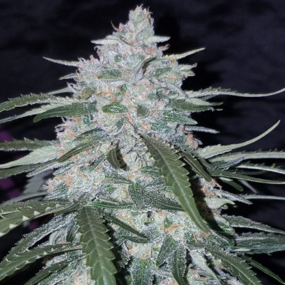 (Bild für) Pineapple Express Auto fem - zum Schließen ins Bild klicken