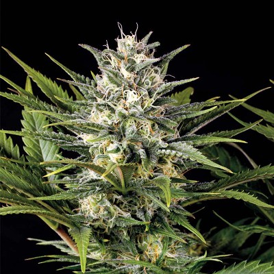 (image pour) Pineapple Skunk