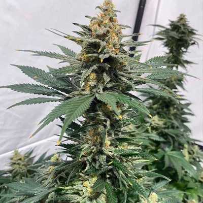 (Bild für) Cinderella Pineapple female - zum Schließen ins Bild klicken