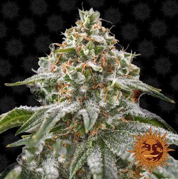 (Bild für) Pink Kush - zum Schließen ins Bild klicken