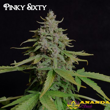 (Bild für) Pinky Sixty Automatic - zum Schließen ins Bild klicken