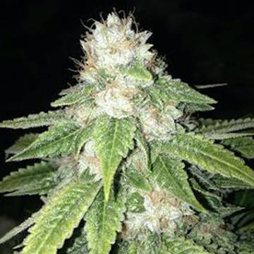 (Bild für) Prezidential Kush - zum Schließen ins Bild klicken