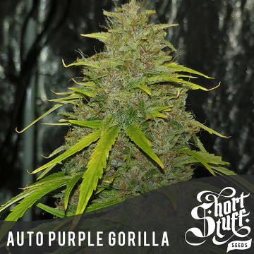 (Bild für) Auto Purple Gorilla - zum Schließen ins Bild klicken
