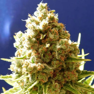 (Bild für) Pure Kush - zum Schließen ins Bild klicken