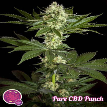 (Bild für) Pure CBD Punch fem - zum Schließen ins Bild klicken
