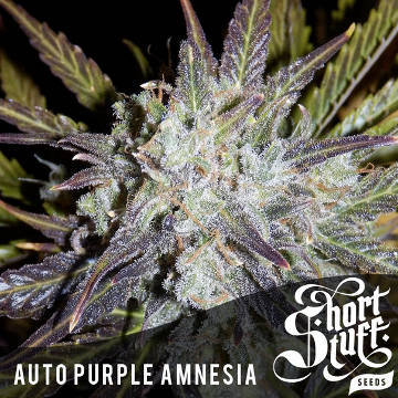 Purple Amnesia Auto - zum Schließen ins Bild klicken