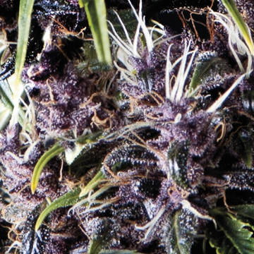 (Bild für) Auto Purple female - zum Schließen ins Bild klicken