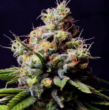 (Bild für) Purple Berry Kush 5 fem - zum Schließen ins Bild klicken