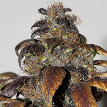 (Bild für) Purple Bud - zum Schließen ins Bild klicken