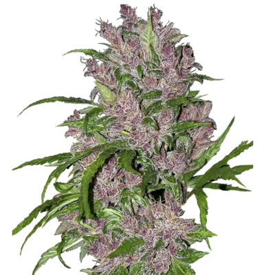 (Bild für) Purple Bud Automatic fem - zum Schließen ins Bild klicken