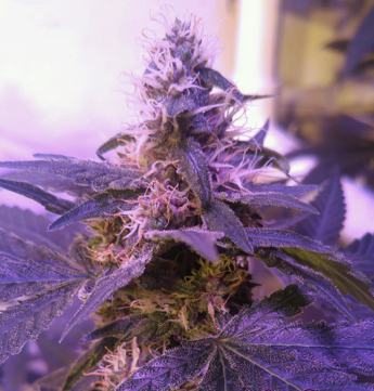 (Bild für) Purple Caper 5 reg - zum Schließen ins Bild klicken