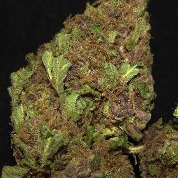 (Bild für) Purple Champagne - zum Schließen ins Bild klicken