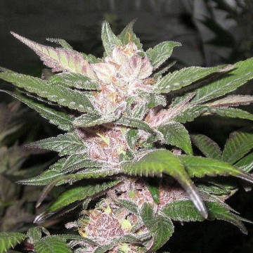 (Bild für) Purple Chem