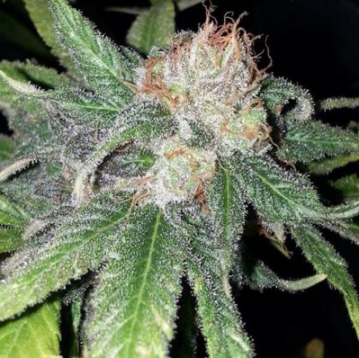 (Bild für) Purple Crack female - zum Schließen ins Bild klicken