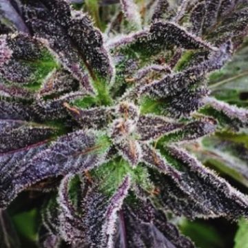 (Bild für) Purple Dream - zum Schließen ins Bild klicken