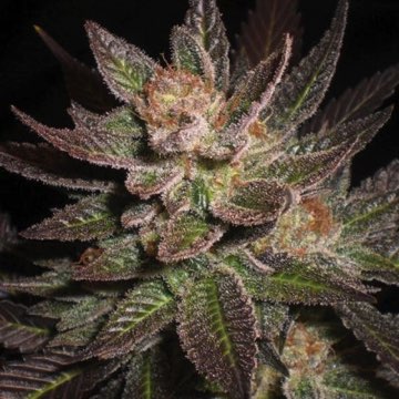 (Bild für) Purple Haze 5 fem - zum Schließen ins Bild klicken
