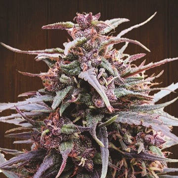 (Bild für) Purple Haze x Malawi - zum Schließen ins Bild klicken