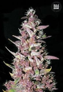 Purple Glam Kush female