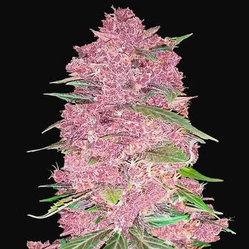 (Bild für) Purple Lemonade Auto - zum Schließen ins Bild klicken
