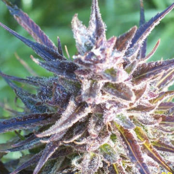 (Bild für) Purple Maroc female - zum Schließen ins Bild klicken