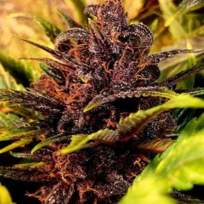 (imagen para) Purple Mazar Auto