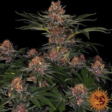 (Bild für) Purple Punch [Auto] - zum Schließen ins Bild klicken