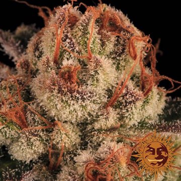 (Bild für) Purple Punch - zum Schließen ins Bild klicken