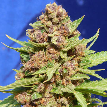 (image for) Purple Punch Cookies
