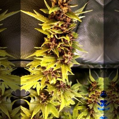 (imagen para) Purple Soda OG