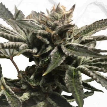 (Bild für) Purple Tangie x Birthday Cake - zum Schließen ins Bild klicken