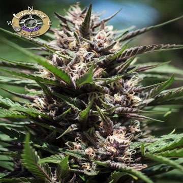 (Bild für) Purple Thai - Landrasse - zum Schließen ins Bild klicken