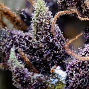 purple urkle seed purple urkle seed