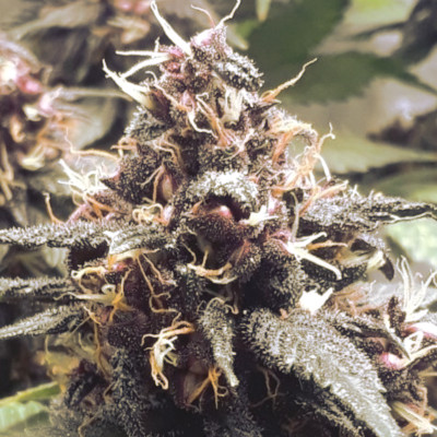 (Bild für) Purple Urkle Fast 5 fem - zum Schließen ins Bild klicken