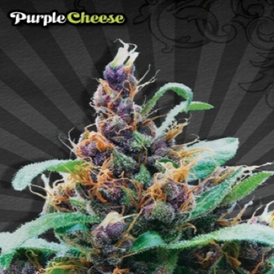 (Bild für) Purple Cheese aka Purple Stilton Auto female - zum Schließen ins Bild klicken