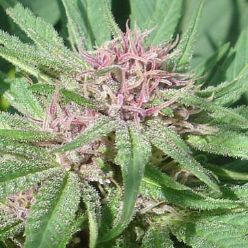 (Bild für) Purpurea Ticinensis - zum Schließen ins Bild klicken
