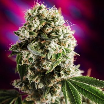 (Bild für) Quantum Kush 5 reg - zum Schließen ins Bild klicken