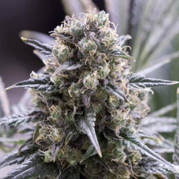 (Bild für) Quick Dinamed CBD