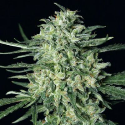 (Bild für) Quick Mass fem - zum Schließen ins Bild klicken