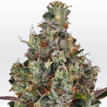 (Bild für) Rainbow Road fem - zum Schließen ins Bild klicken