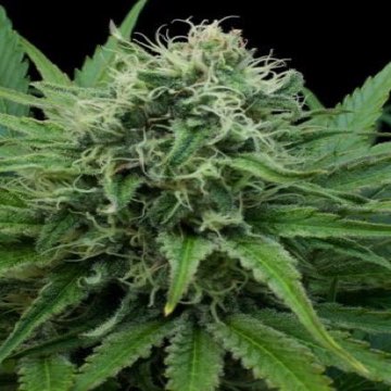 (Bild für) Raw Diesel 5 fem - zum Schließen ins Bild klicken