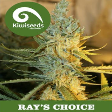 (Bild für) Ray's Choice - zum Schließen ins Bild klicken
